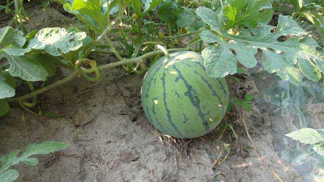 西瓜AI创作神器:你的伪原创内容如何骗过平台法眼 西瓜AI创作神器:你的伪原创内容如何骗过平台法眼