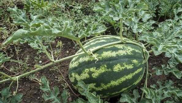 西瓜芭乐种植那些事儿：老农掏心窝子的经验唠