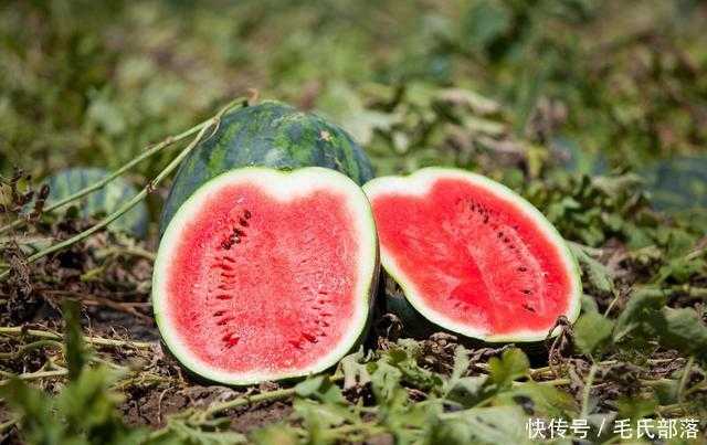 西瓜秧苗“改头换面”的奇妙之旅：老瓜农亲述嫁接技术如何让瓜田起死回生-第1张图片-正海烽科技 - 领先的只能推广行业，智能制造解决方案提供商