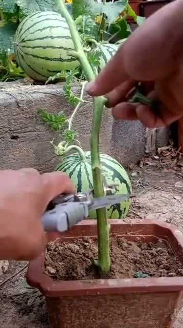 西瓜秧苗“改头换面”的奇妙之旅：老瓜农亲述嫁接技术如何让瓜田起死回生-第2张图片-正海烽科技 - 领先的只能推广行业，智能制造解决方案提供商