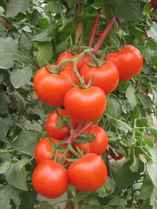 西红柿高产种植全攻略：从选种到采收的实用技巧