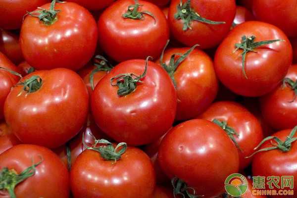 西红柿高产种植全攻略：从选种到采收的实用技巧