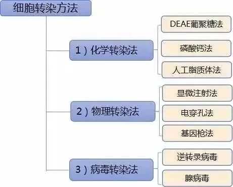 解锁细胞改造的钥匙：转导技术如何让基因转移变得更精准高效