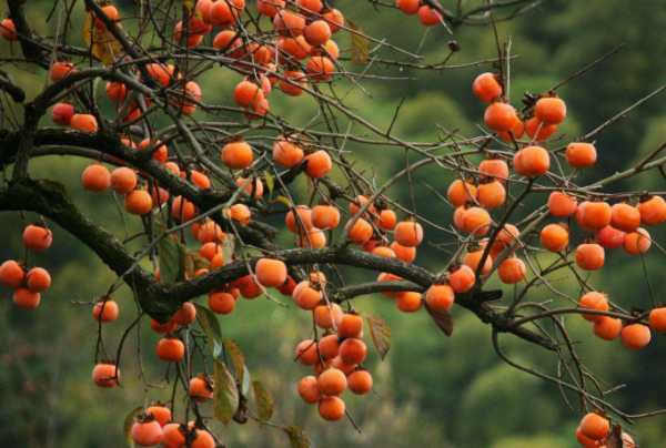 让柿树挂满“金果子”的田间秘诀 让柿树挂满“金果子”的田间秘诀