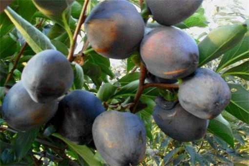 让柿树挂满“金果子”的田间秘诀 让柿树挂满“金果子”的田间秘诀