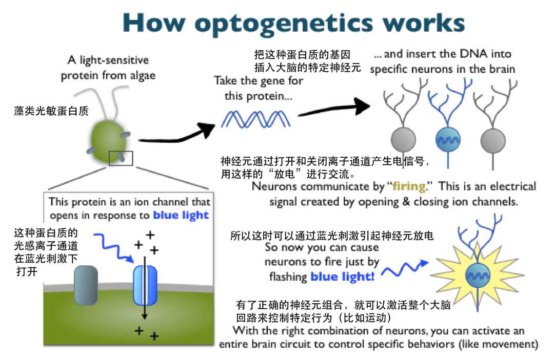 记忆转移技术重塑生活前景 记忆转移技术重塑生活前景