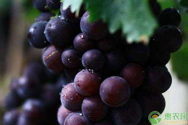 设施葡萄种植,从入门到精通的实用指南 设施葡萄种植,从入门到精通的实用指南