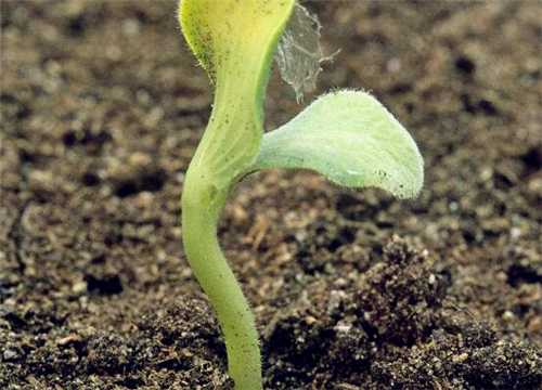 豌豆地里唠点实在嗑