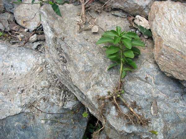 费菜种植全攻略：从阳台到农田的致富经