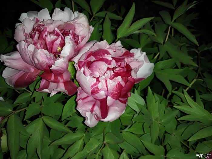 车内鲜花智能整理人工智能让你的爱车焕发新生 车内鲜花智能整理人工智能让你的爱车焕发新生