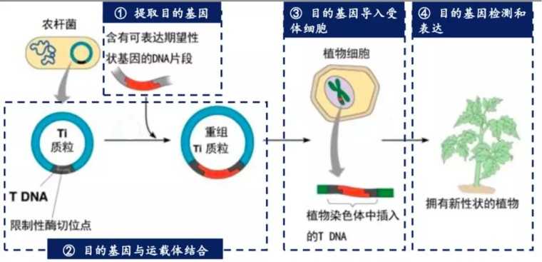 转基因技术：看懂这门科技咋回事-第2张图片-正海烽科技 - 领先的只能推广行业，智能制造解决方案提供商