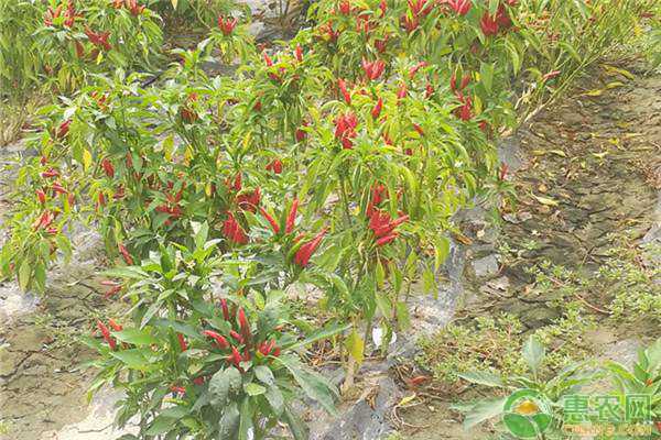 辣椒冬日栽培全攻略：暖心又辣手