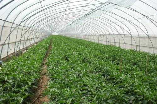 辣椒冬日栽培全攻略：暖心又辣手