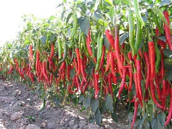 辡椒种植全攻略:从选种到丰收的农家经验谈 辡椒种植全攻略:从选种到丰收的农家经验谈