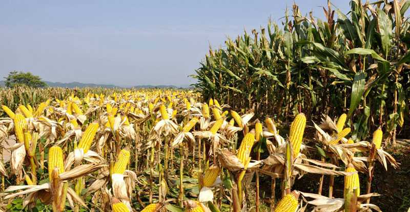 辽西玉米高产技术，咱老百姓的丰收宝典