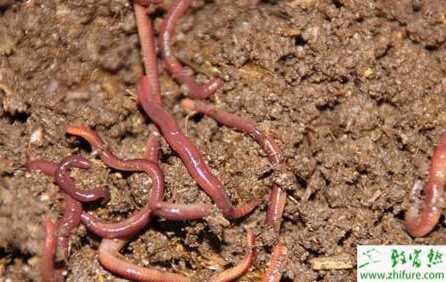 那不起眼的蚯蚓,竟藏着让农业改头换面的金钥匙 那不起眼的蚯蚓,竟藏着让农业改头换面的金钥匙