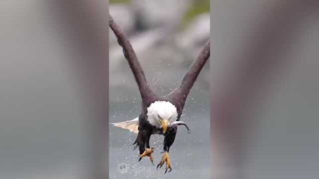 那个用AI搞说唱的白头鹰,到底唱出了啥门道? 那个用AI搞说唱的白头鹰,到底唱出了啥门道?