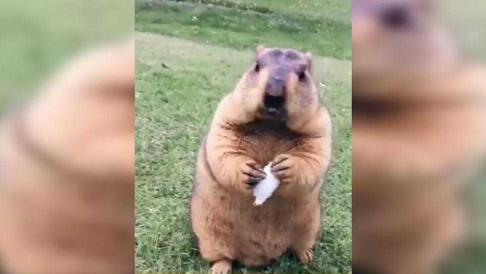 那只戴墨镜的土拨鼠，咋就成了全网羡慕的旅行博主？