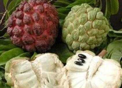 释迦果打药技术那些不能说的秘密:老农的土法子与科技新招 释迦果打药技术那些不能说的秘密:老农的土法子与科技新招