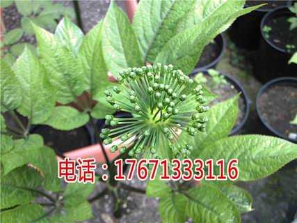 重楼种植新法门：老把式遇上新标准