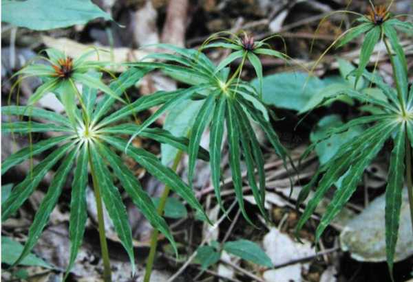 重楼种植新法门：老把式遇上新标准