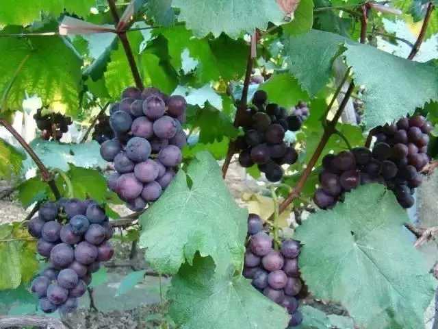 野葡萄栽培那些事儿,视频里藏着咱不知道的门道 野葡萄栽培那些事儿,视频里藏着咱不知道的门道