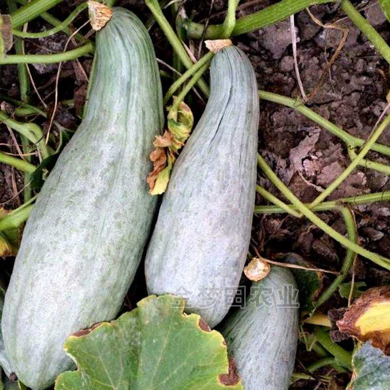 金丝栗瓜：从选种到采收的全流程种植秘诀