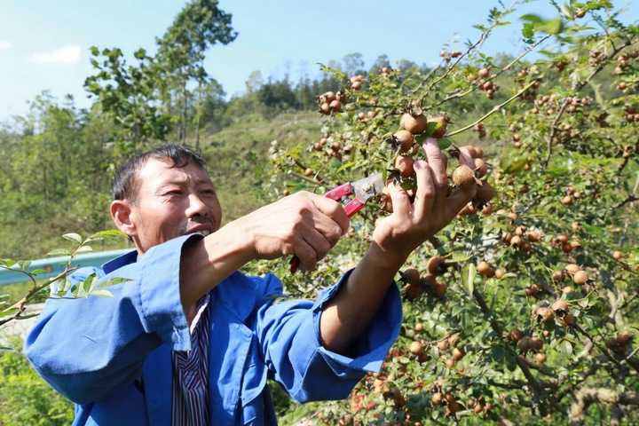 金刺梨种植妙招:农家老师傅的私房话 金刺梨种植妙招:农家老师傅的私房话