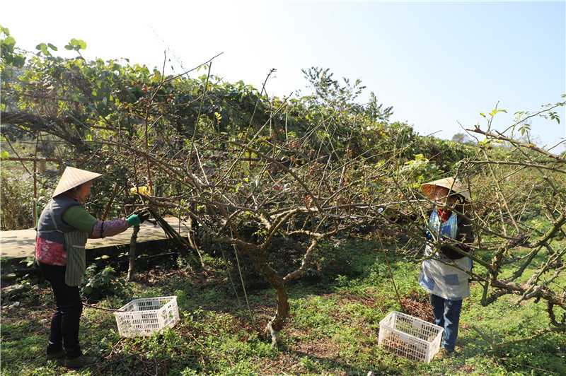 金刺梨种植妙招:农家老师傅的私房话 金刺梨种植妙招:农家老师傅的私房话