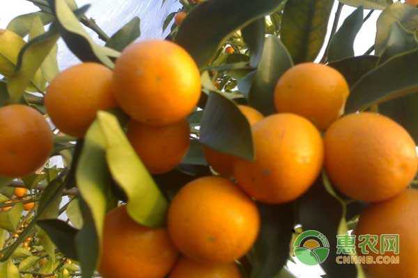 金桔结果少还酸涩？看看这些新法子，让你家的金桔又甜又多