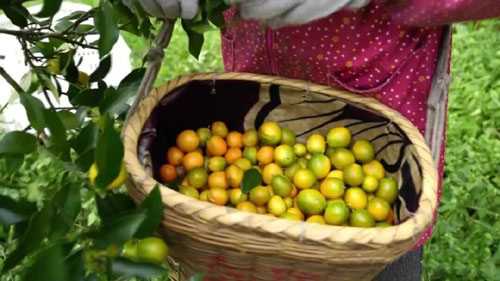 金桔结果少还酸涩？看看这些新法子，让你家的金桔又甜又多