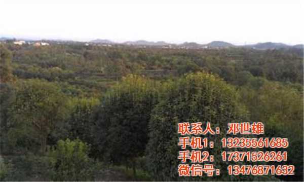 金秋飘香靠啥子?桂花施肥有讲究 金秋飘香靠啥子?桂花施肥有讲究