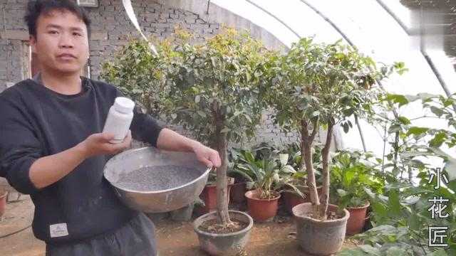 金秋飘香靠啥子?桂花施肥有讲究 金秋飘香靠啥子?桂花施肥有讲究