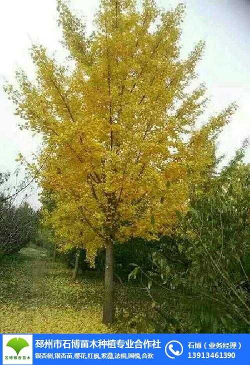 银杏树嫁接技术视频整理：手把手教你嫁接成活率高