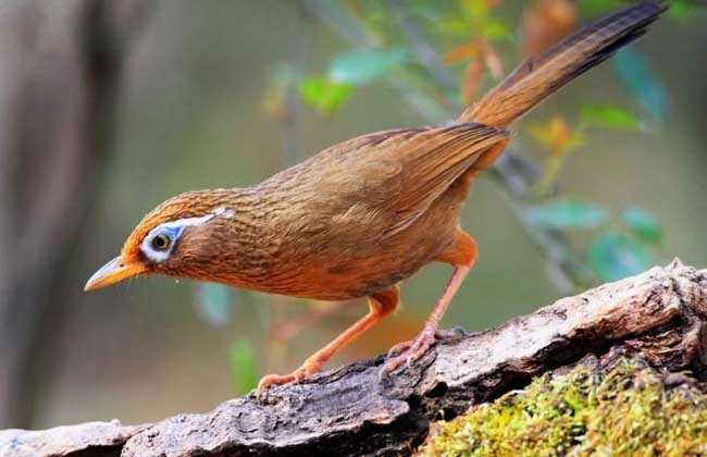 铺画眉技术全解析:从僵硬边框到自然渐变的秘诀-第2张图片-正海烽科技 - 领先的只能推广行业,智能制造解决方案提供商 铺画眉技术全解析:从僵硬边框到自然渐变的秘诀-第2张图片-正海烽科技 - 领先的只能推广行业,智能制造解决方案提供商