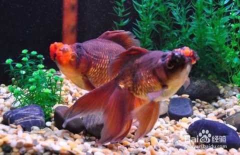 锦鲤捕捞AI：让养鱼人告别“盲人摸鱼”的智能革命