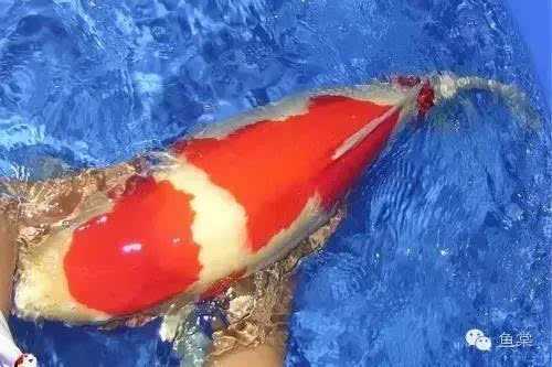 锦鲤捕捞AI：让养鱼人告别“盲人摸鱼”的智能革命