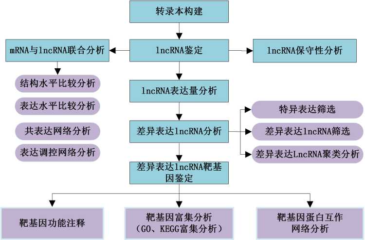 长链非编码RNA芯片：照亮生命“暗物质”的科研利器