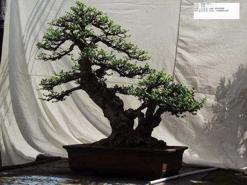 闻香弄桂指尖方寸间的芬芳艺术