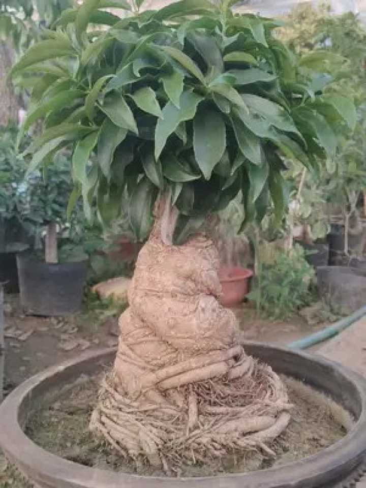 闻香弄桂指尖方寸间的芬芳艺术