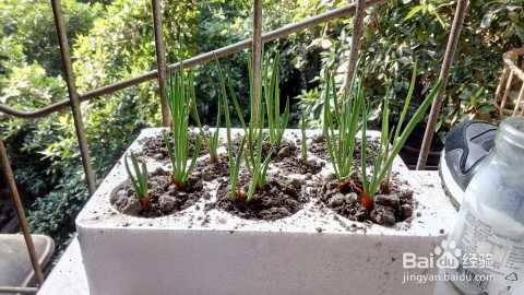 阳台小葱种植全攻略：从入门到实现葱自由