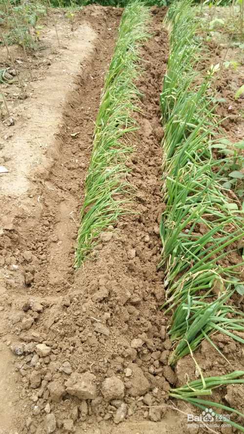 阳台小葱种植全攻略：从入门到实现葱自由