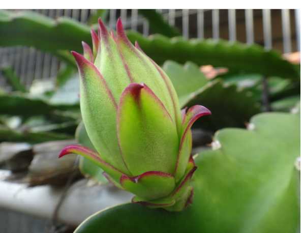 霸王花种植技术全解：从田间地头到增收致富的秘诀