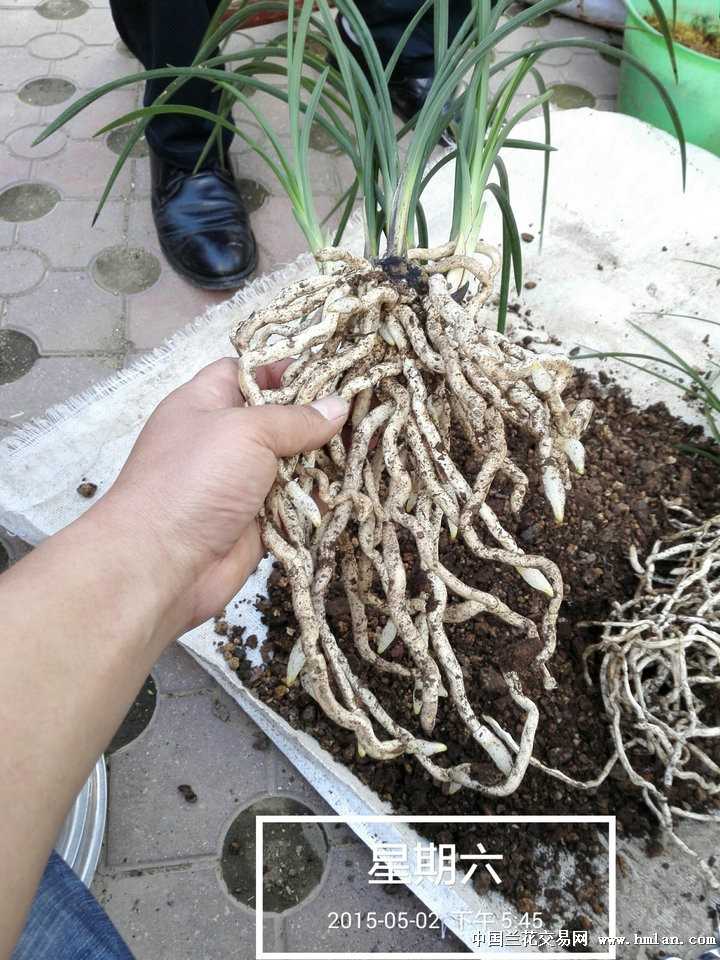 青冈栽培技术的家常话：老农心得与实操细节