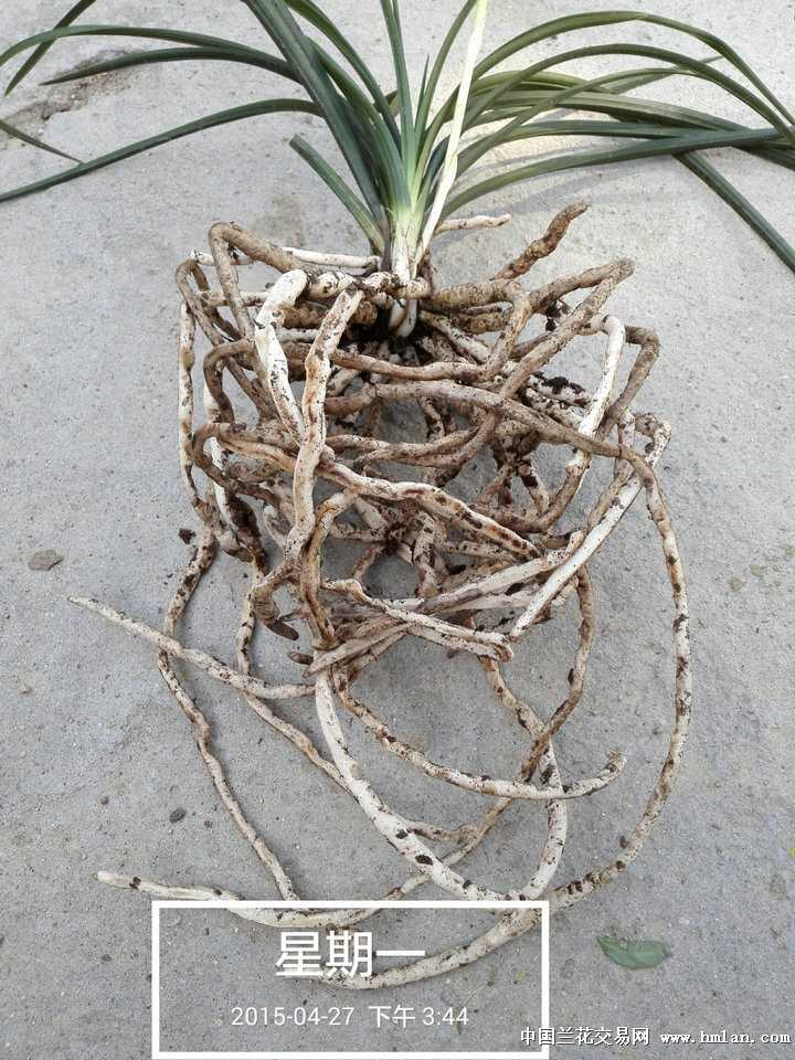 青冈栽培技术的家常话：老农心得与实操细节