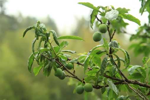 青梅剪枝有诀窍,冬剪夏整产量高-第2张图片-正海烽科技 - 领先的只能推广行业,智能制造解决方案提供商 青梅剪枝有诀窍,冬剪夏整产量高-第2张图片-正海烽科技 - 领先的只能推广行业,智能制造解决方案提供商