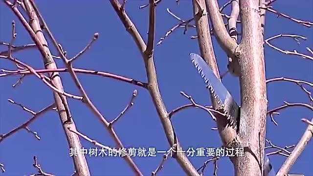 青梅剪枝有诀窍,冬剪夏整产量高-第1张图片-正海烽科技 - 领先的只能推广行业,智能制造解决方案提供商 青梅剪枝有诀窍,冬剪夏整产量高-第1张图片-正海烽科技 - 领先的只能推广行业,智能制造解决方案提供商