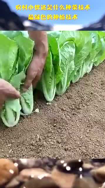 青椒种植的那些门道与心得