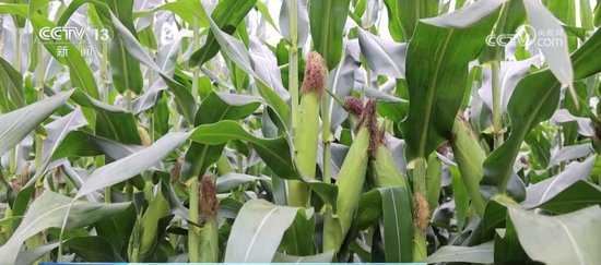 青花椒咋个种才高产？老椒农都不晓得的几个诀窍-第2张图片-正海烽科技 - 领先的只能推广行业，智能制造解决方案提供商