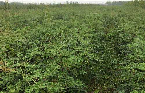 青花椒咋个种才高产？老椒农都不晓得的几个诀窍-第1张图片-正海烽科技 - 领先的只能推广行业，智能制造解决方案提供商